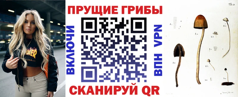 дарк нет как зайти  Сарапул  Псилоцибиновые грибы MAGIC MUSHROOMS 